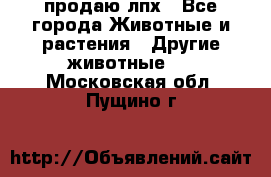 продаю лпх - Все города Животные и растения » Другие животные   . Московская обл.,Пущино г.